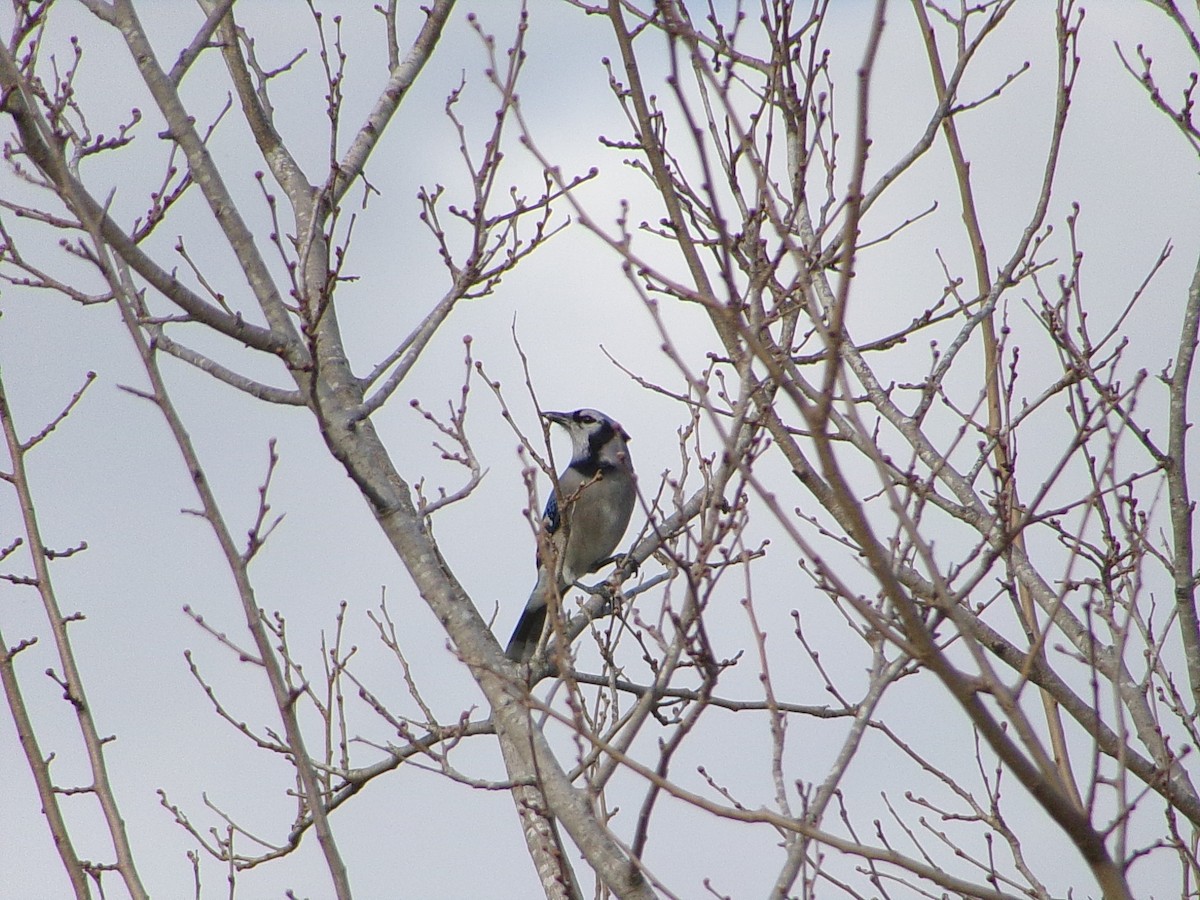 sojka chocholatá - ML645999572