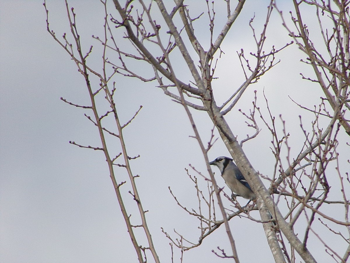 sojka chocholatá - ML645999573