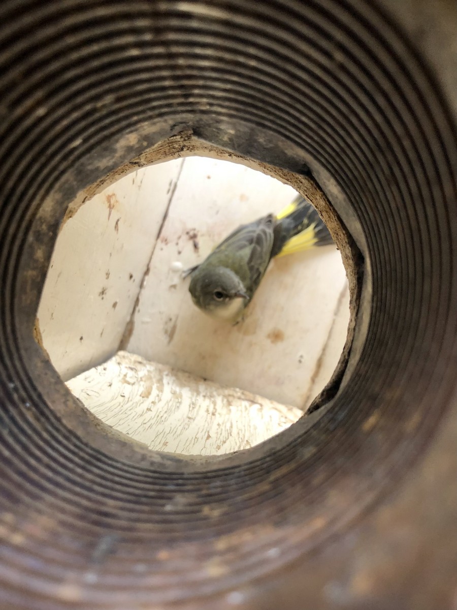 American Redstart - ML645999587