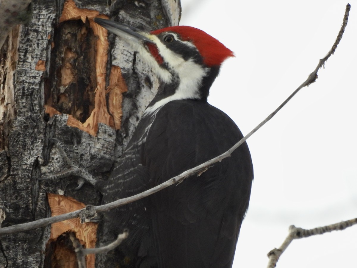 Pileated Woodpecker - ML645999598