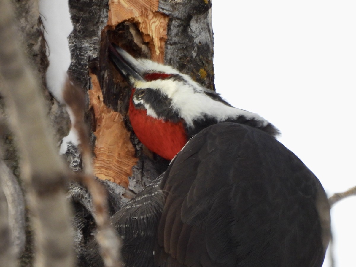 Pileated Woodpecker - ML645999599