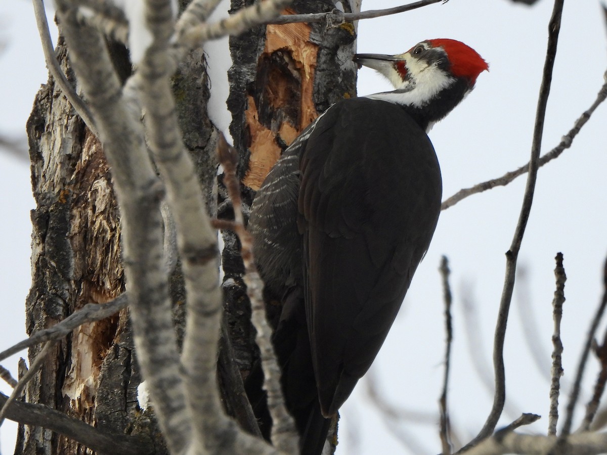 Pileated Woodpecker - ML645999600