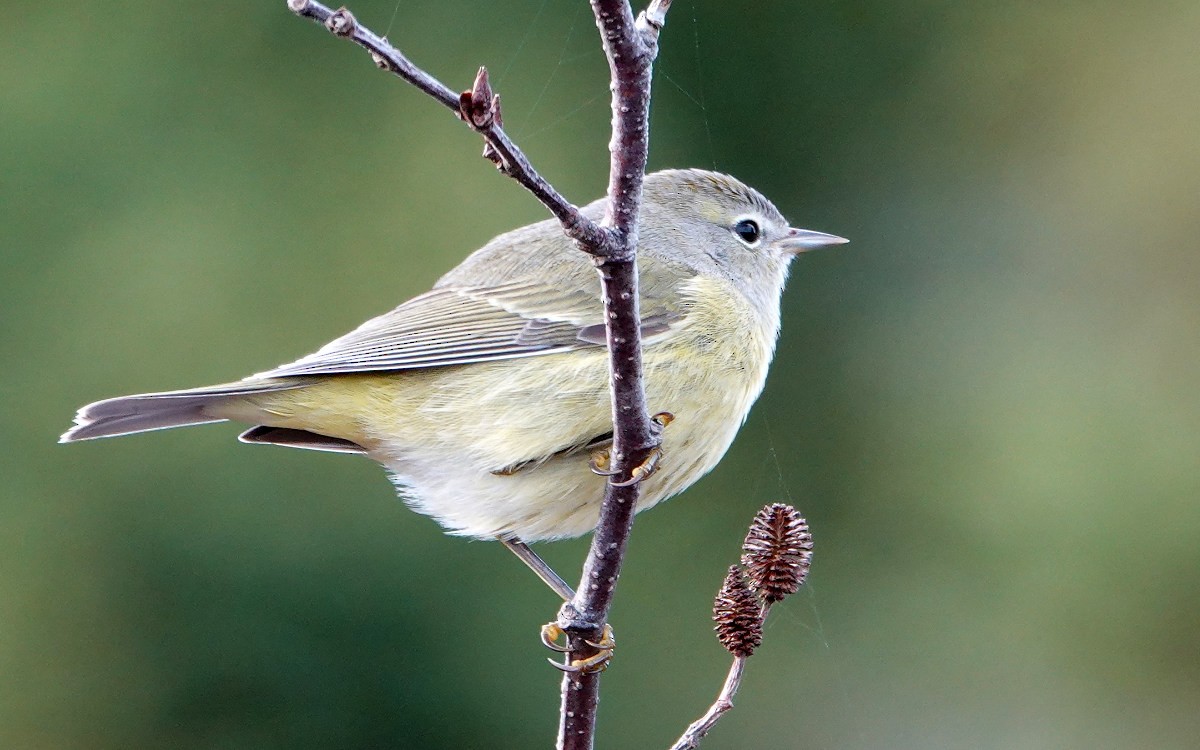 Orange-crowned Warbler - ML645999610