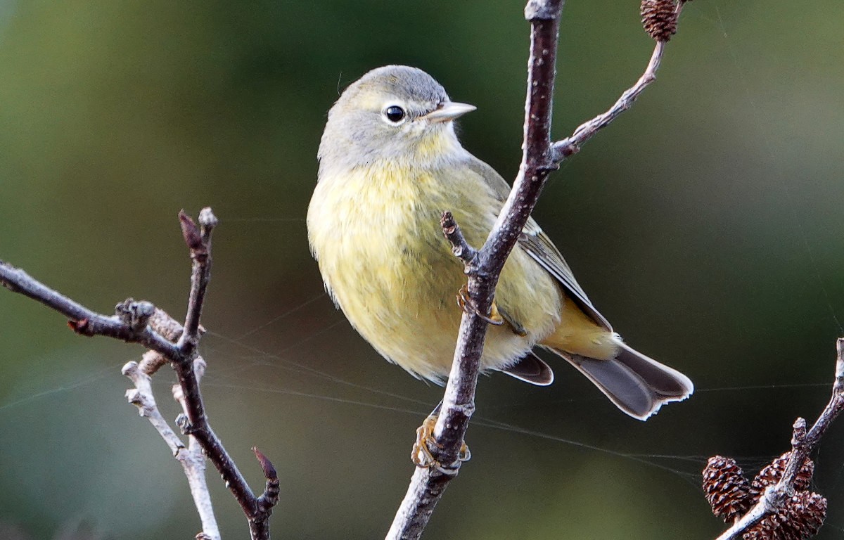 Orange-crowned Warbler - ML645999611