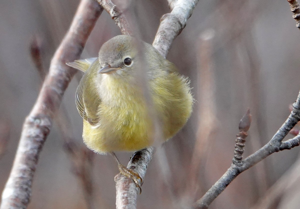 Orange-crowned Warbler - ML645999612