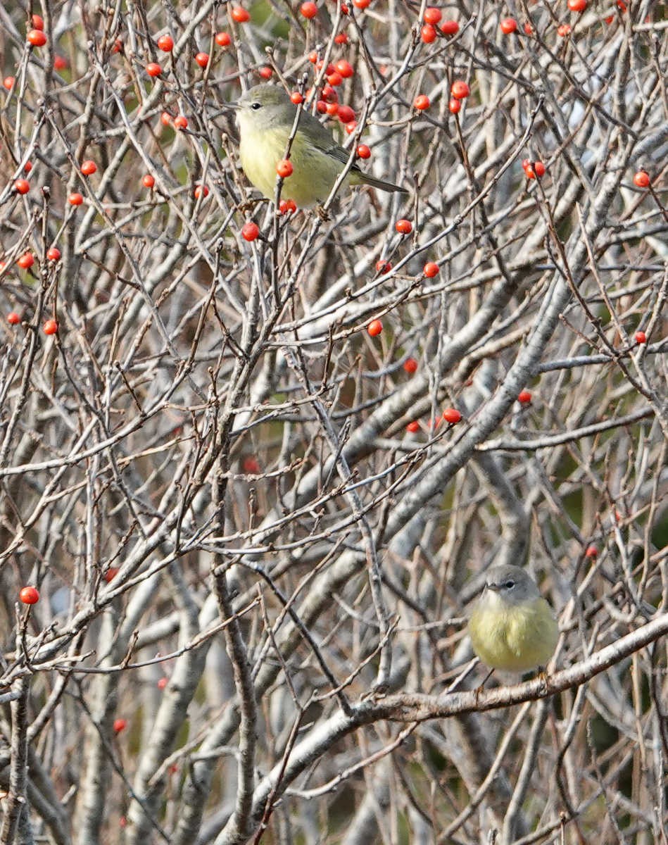 Orange-crowned Warbler - ML645999613