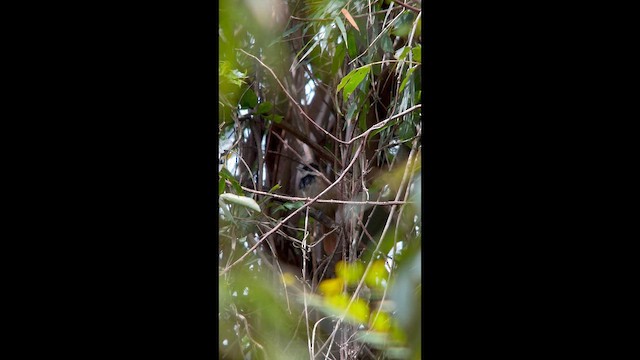 White-bearded Antshrike - ML645999618