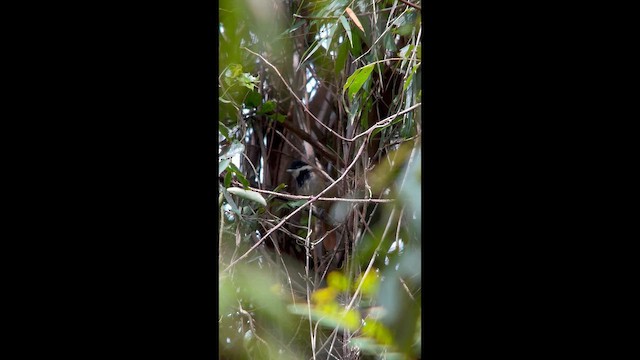 White-bearded Antshrike - ML645999627