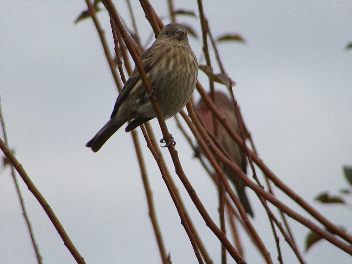 House Finch - ML645999631