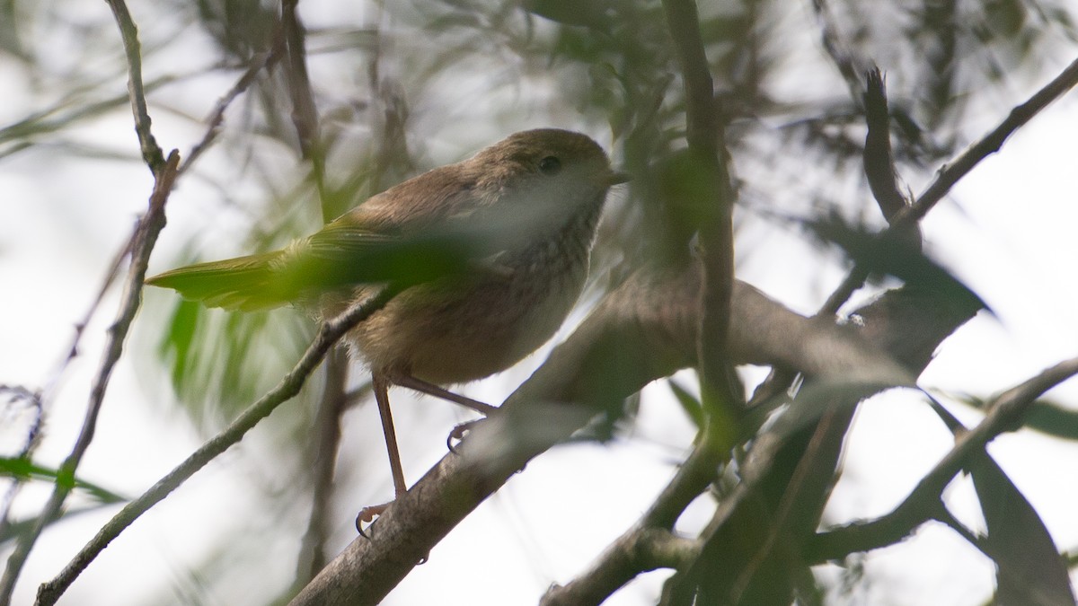 Striated Thornbill - ML645999649