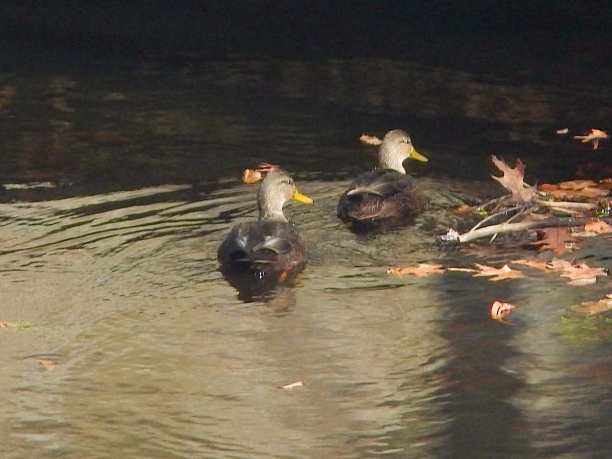 American Black Duck - ML645999653