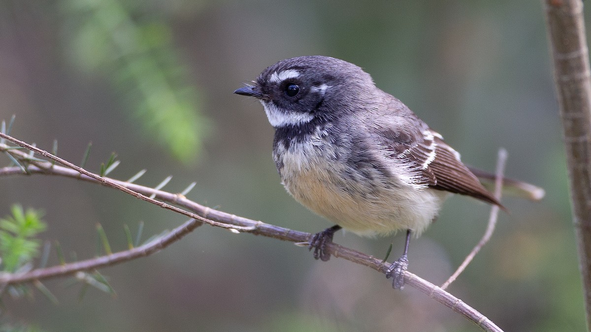 Gray Fantail - ML645999654