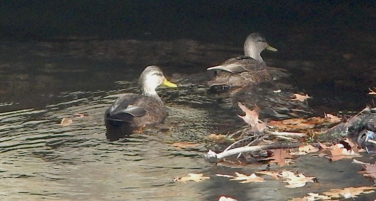 American Black Duck - ML645999655