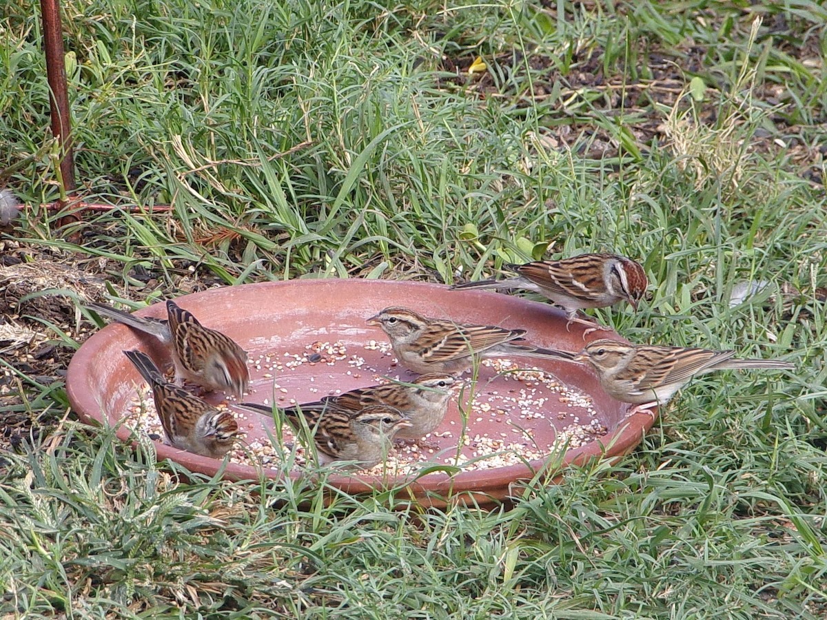 Chipping Sparrow - ML645999657