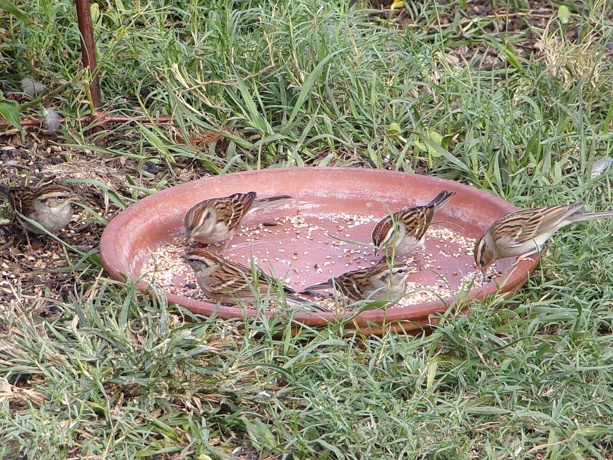 Chipping Sparrow - ML645999658