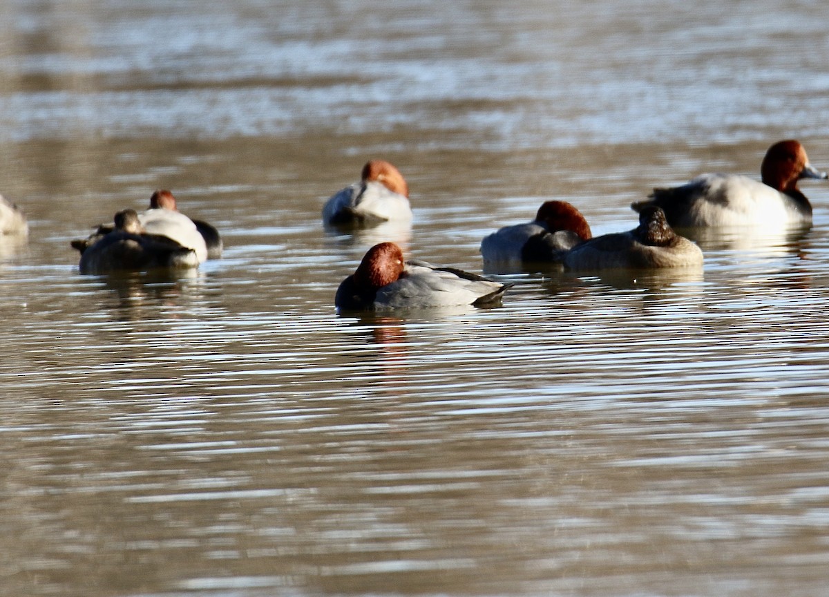 Redhead - ML645999659