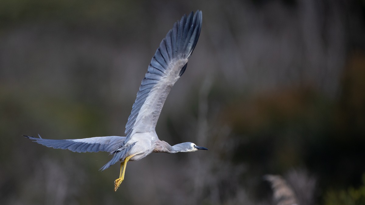 White-faced Heron - ML645999660
