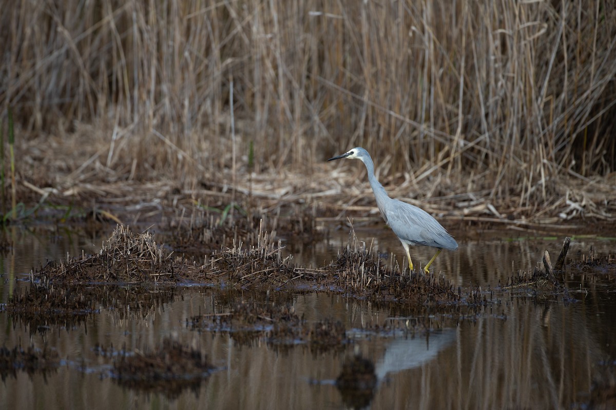 White-faced Heron - ML645999661