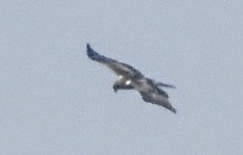 Booted Eagle - ML645999663