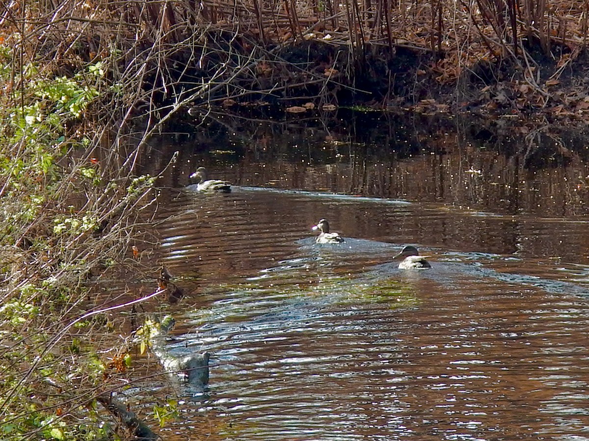 American Black Duck - ML645999664