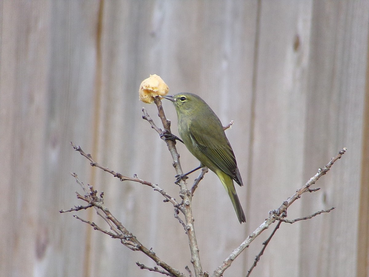 Orange-crowned Warbler - ML645999665