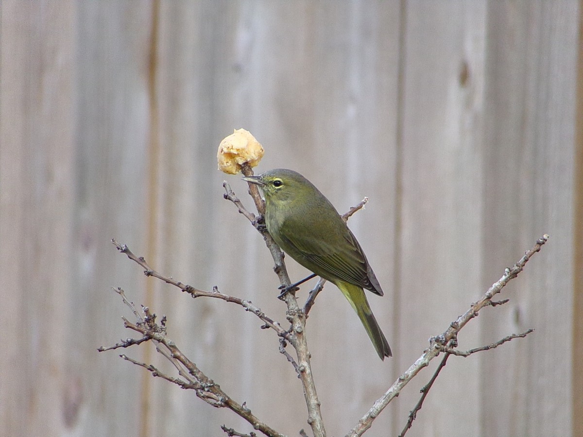 Orange-crowned Warbler - ML645999666