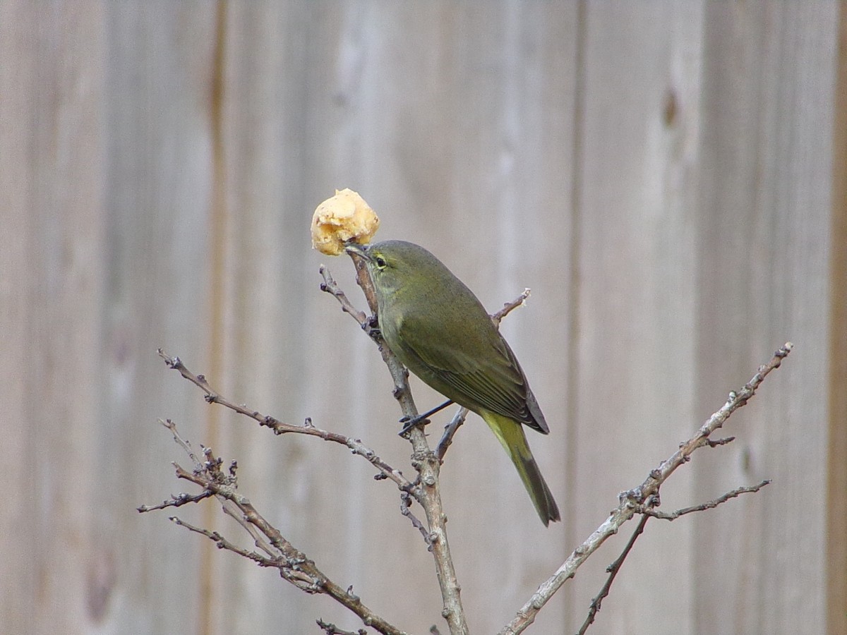 Orange-crowned Warbler - ML645999667