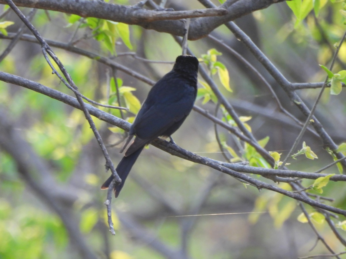 Fork-tailed Drongo - ML645999668
