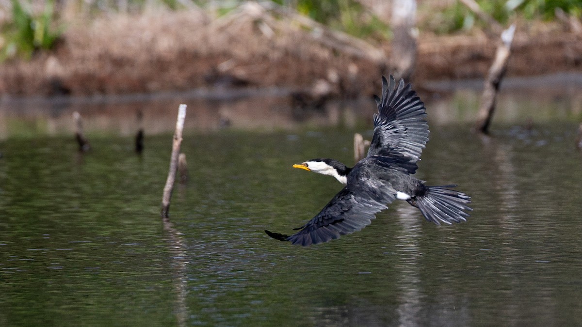 Little Pied Cormorant - ML645999669