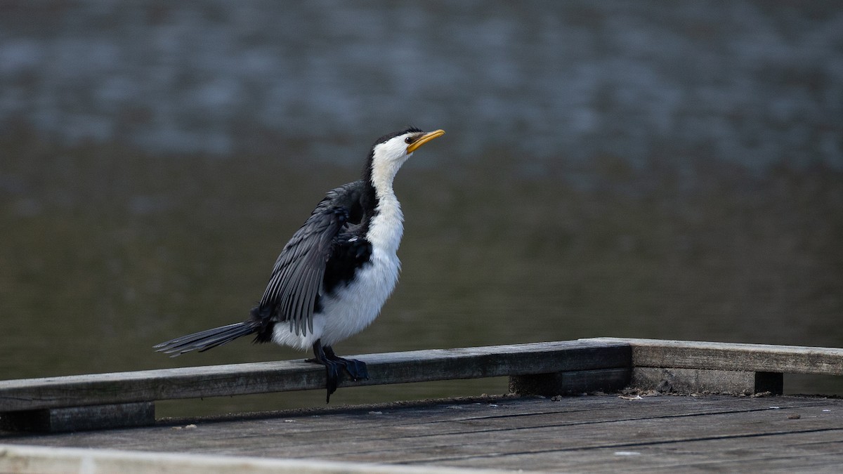 Little Pied Cormorant - ML645999670
