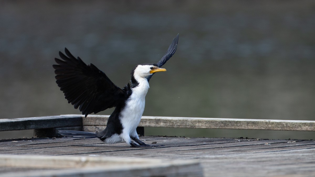 Little Pied Cormorant - ML645999671