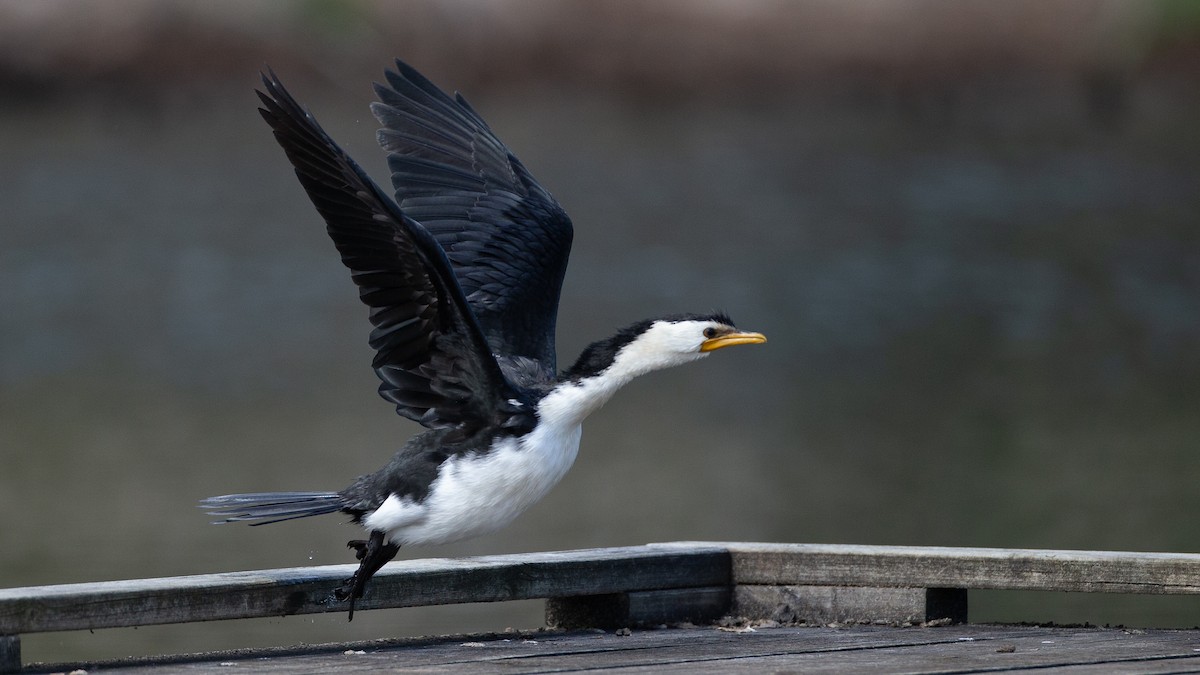 Little Pied Cormorant - ML645999672