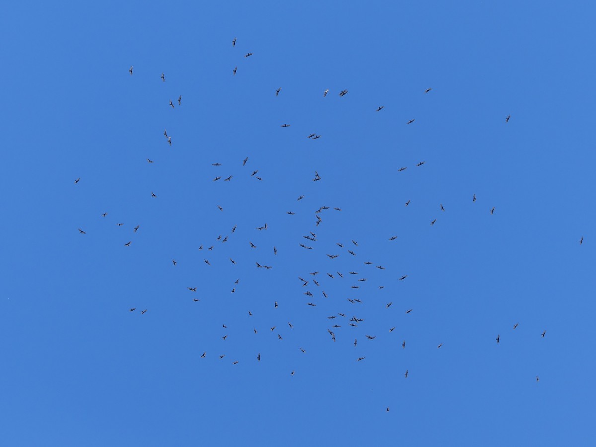 Turkey Vulture (Northern) - ML645999673