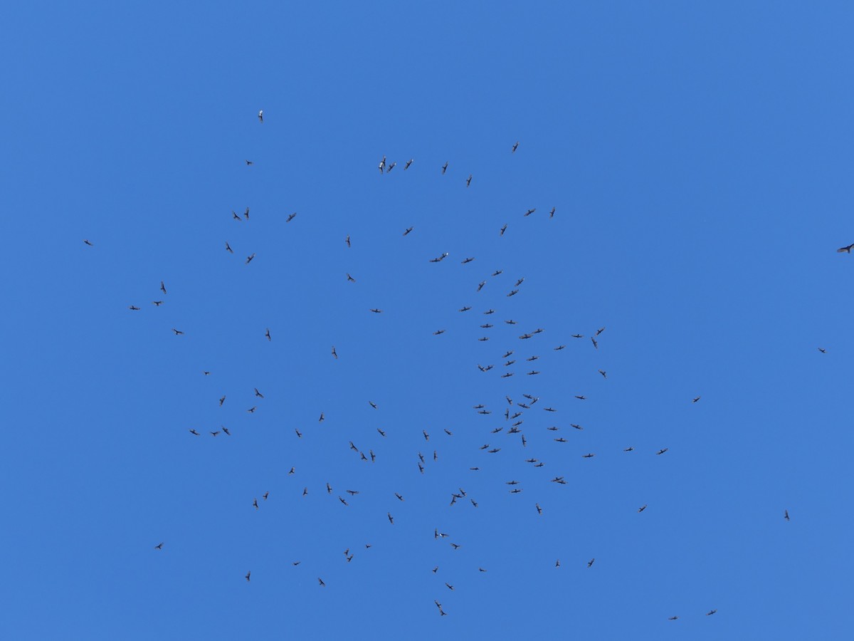 Turkey Vulture (Northern) - ML645999674