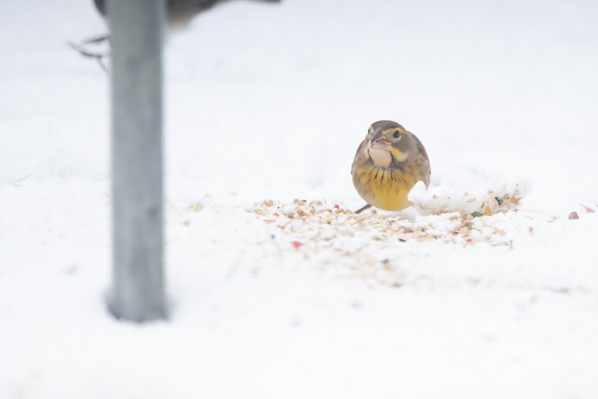 Dickcissel - ML645999675