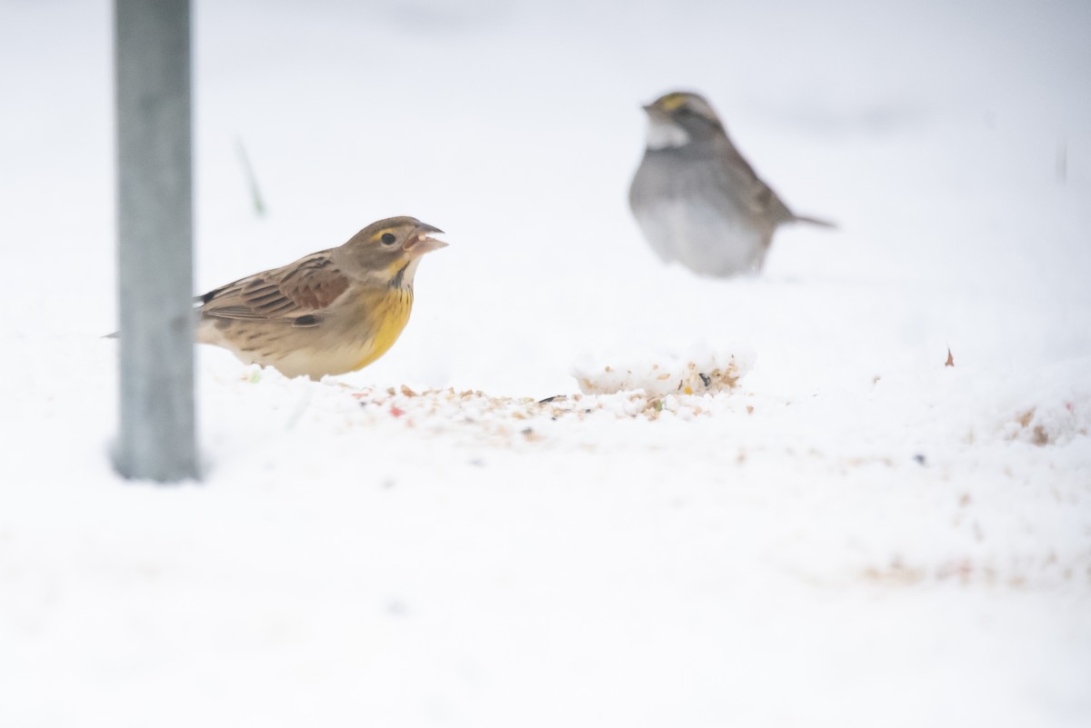 Dickcissel - ML645999676