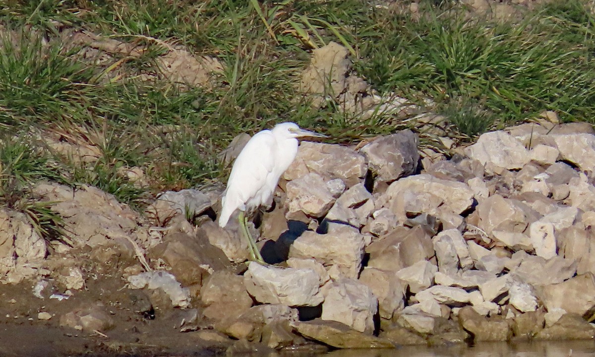Little Blue Heron - ML645999677