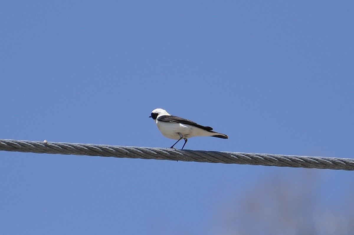 Eastern Black-eared Wheatear - ML645999678