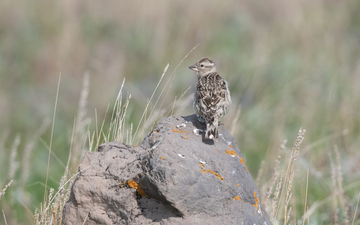 Rock Sparrow - ML645999679