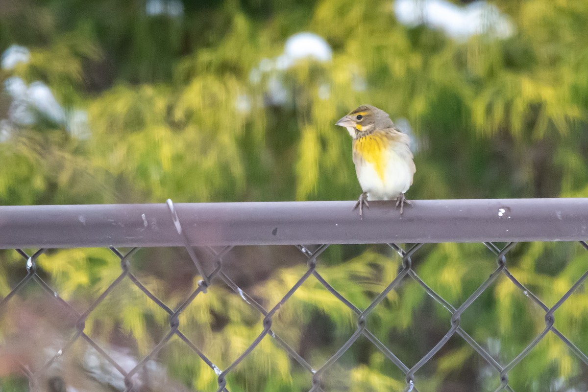 Dickcissel - ML645999680