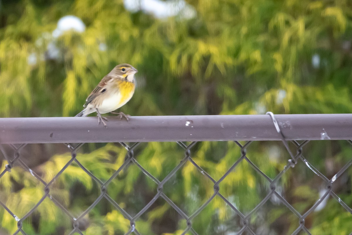 Dickcissel - ML645999681