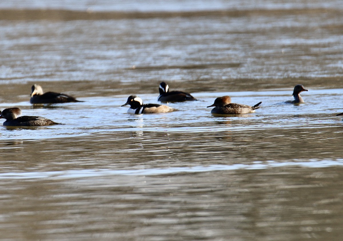 Hooded Merganser - ML645999686