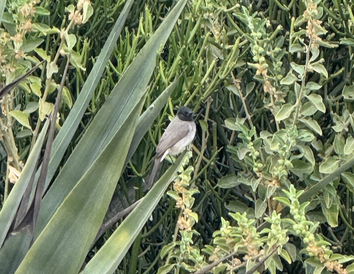 Common Bulbul (Common) - ML645999688