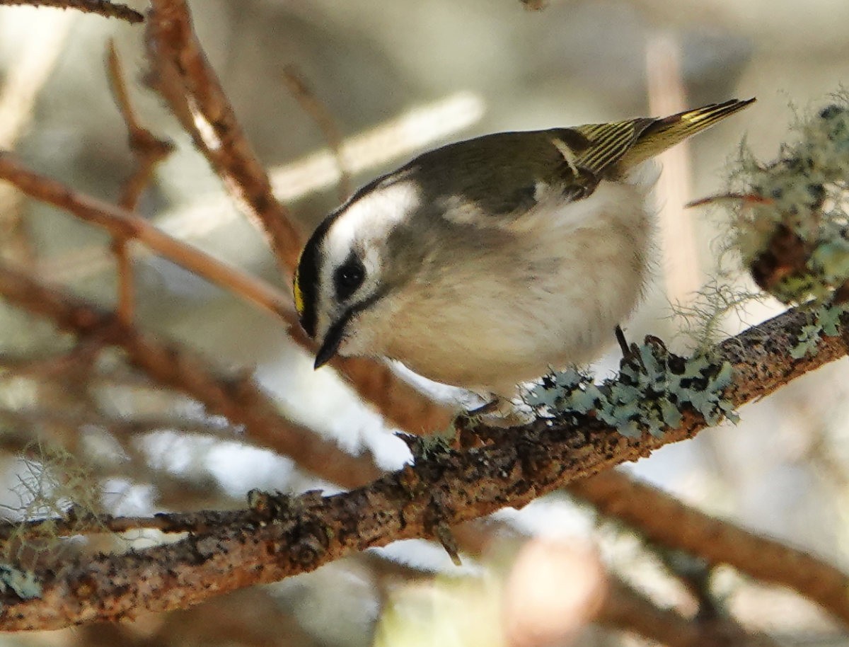 Golden-crowned Kinglet - ML645999689