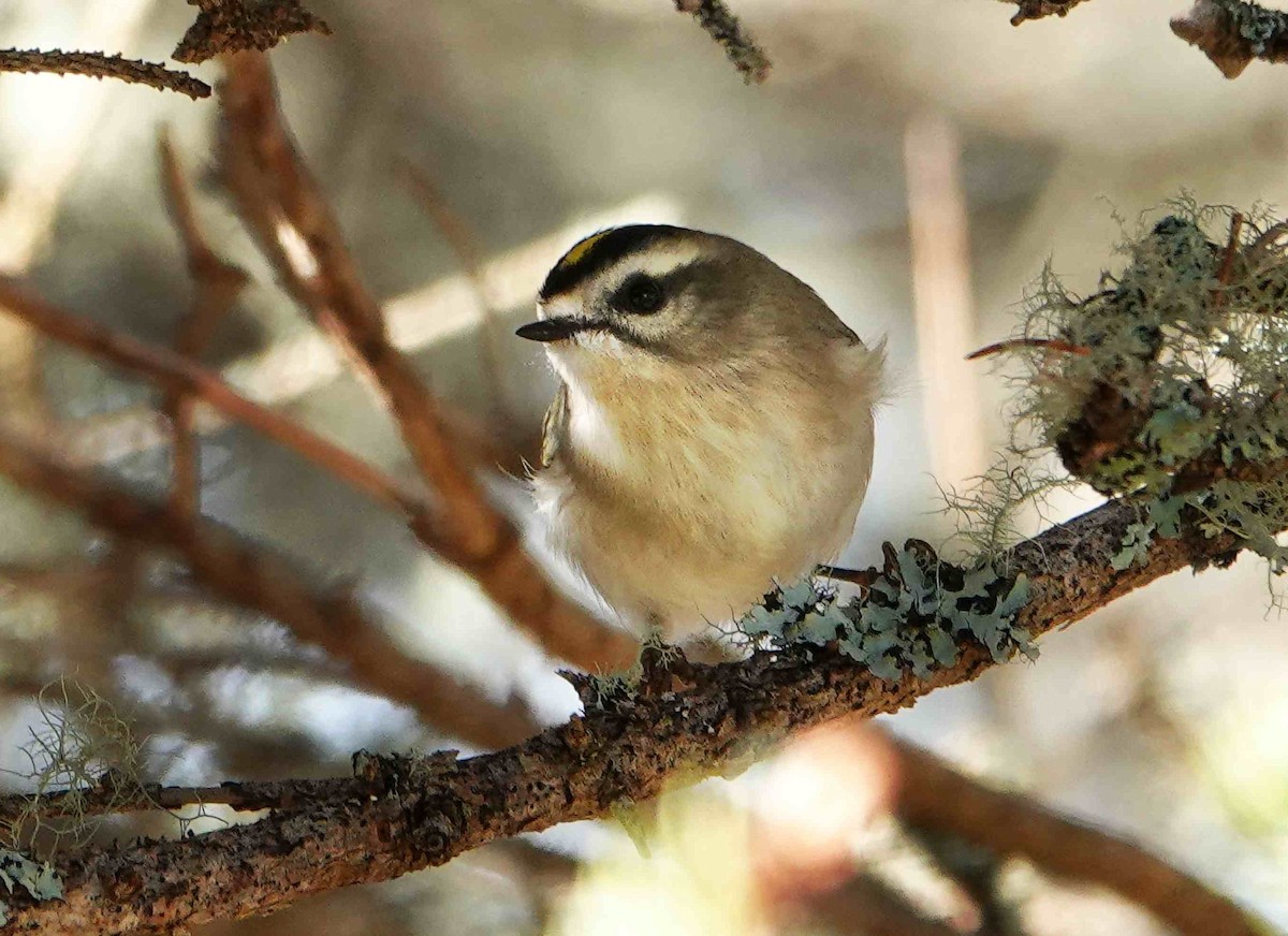 Golden-crowned Kinglet - ML645999690