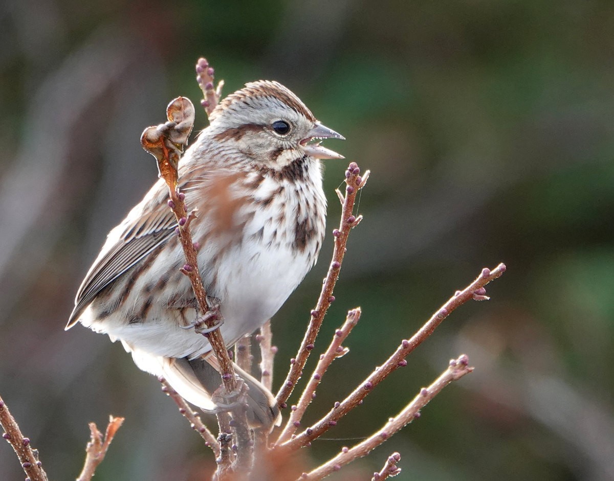 Song Sparrow - ML645999701