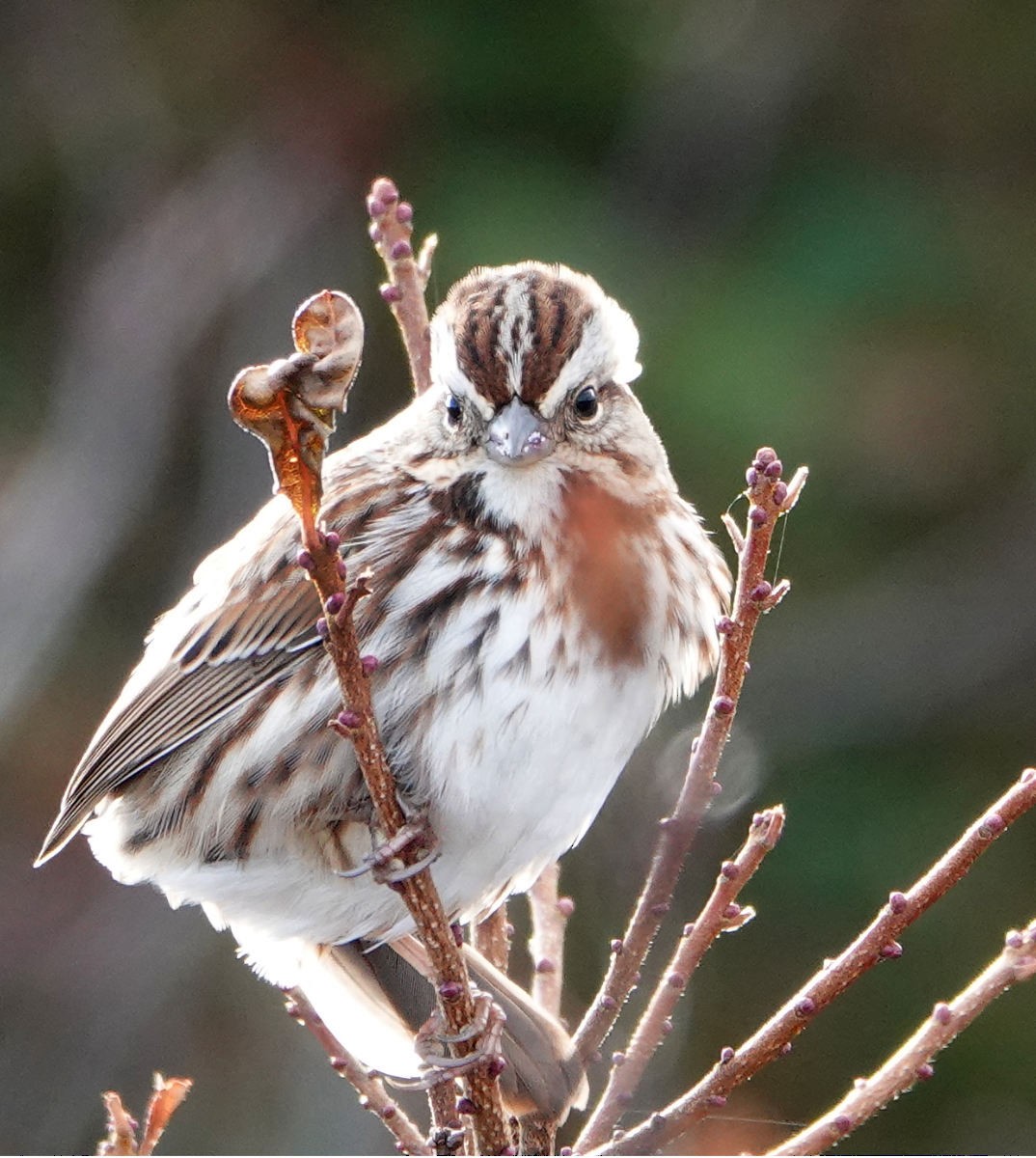 Song Sparrow - ML645999702