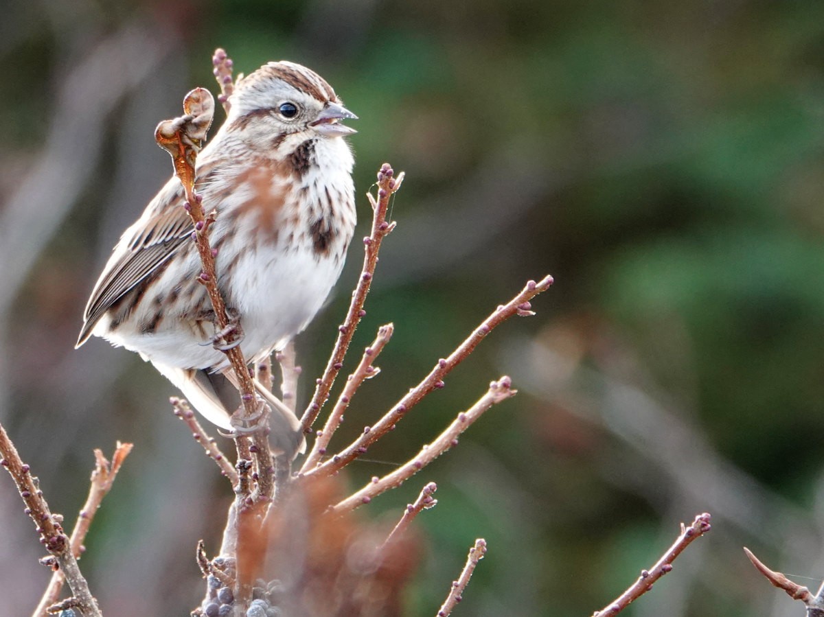 Song Sparrow - ML645999703