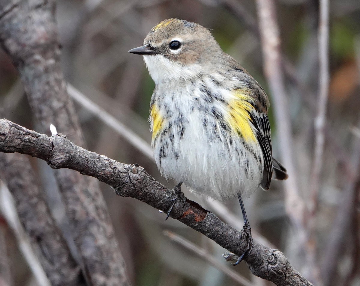 Yellow-rumped Warbler - ML645999706
