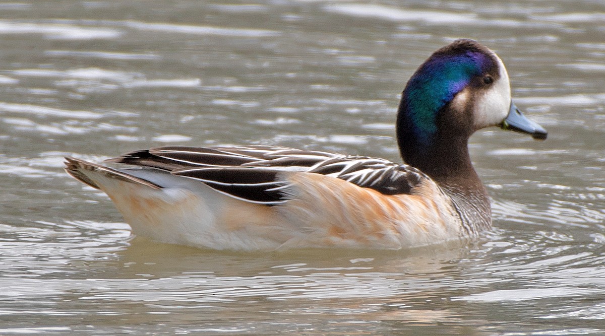 Chiloe Wigeon - ML645999717